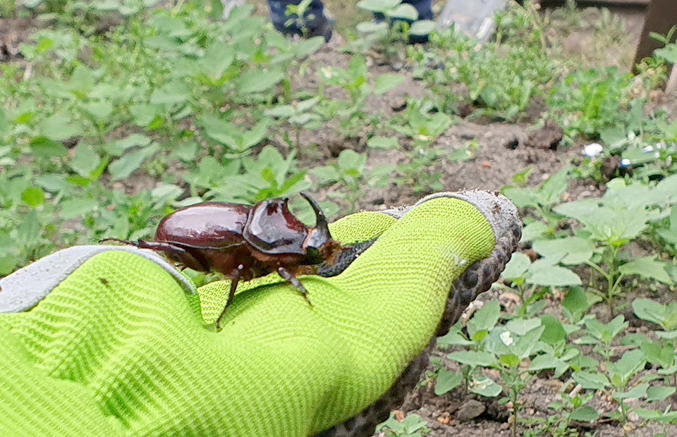 beim Abbau des Hochbeetes gefunden